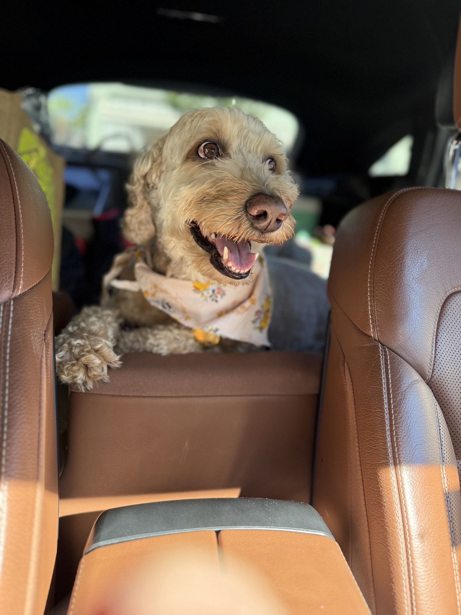 A freshly groomed doodle in a floral bandana riding in the car